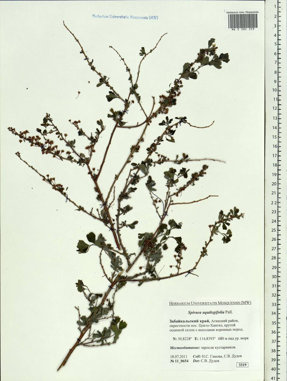 Spiraea aquilegifolia Pall., Siberia, Baikal & Transbaikal region (S4) (Russia)