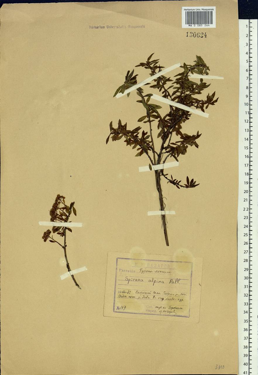 Spiraea alpina Pall., Siberia, Baikal & Transbaikal region (S4) (Russia)