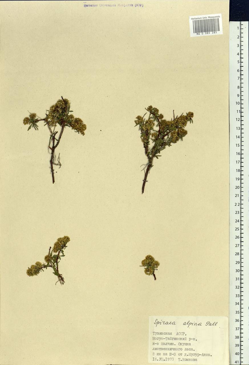 Spiraea alpina Pall., Siberia, Altai & Sayany Mountains (S2) (Russia)