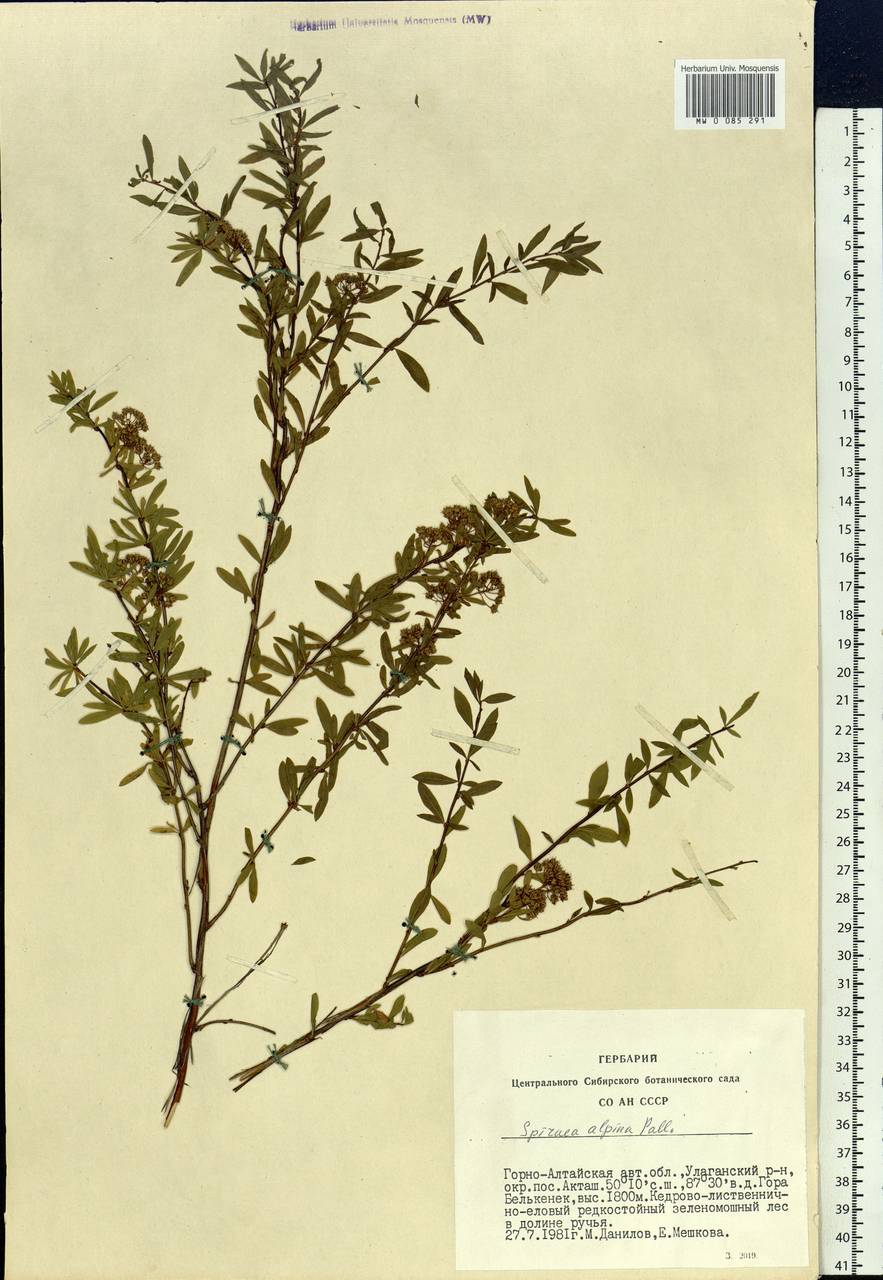 Spiraea alpina Pall., Siberia, Altai & Sayany Mountains (S2) (Russia)