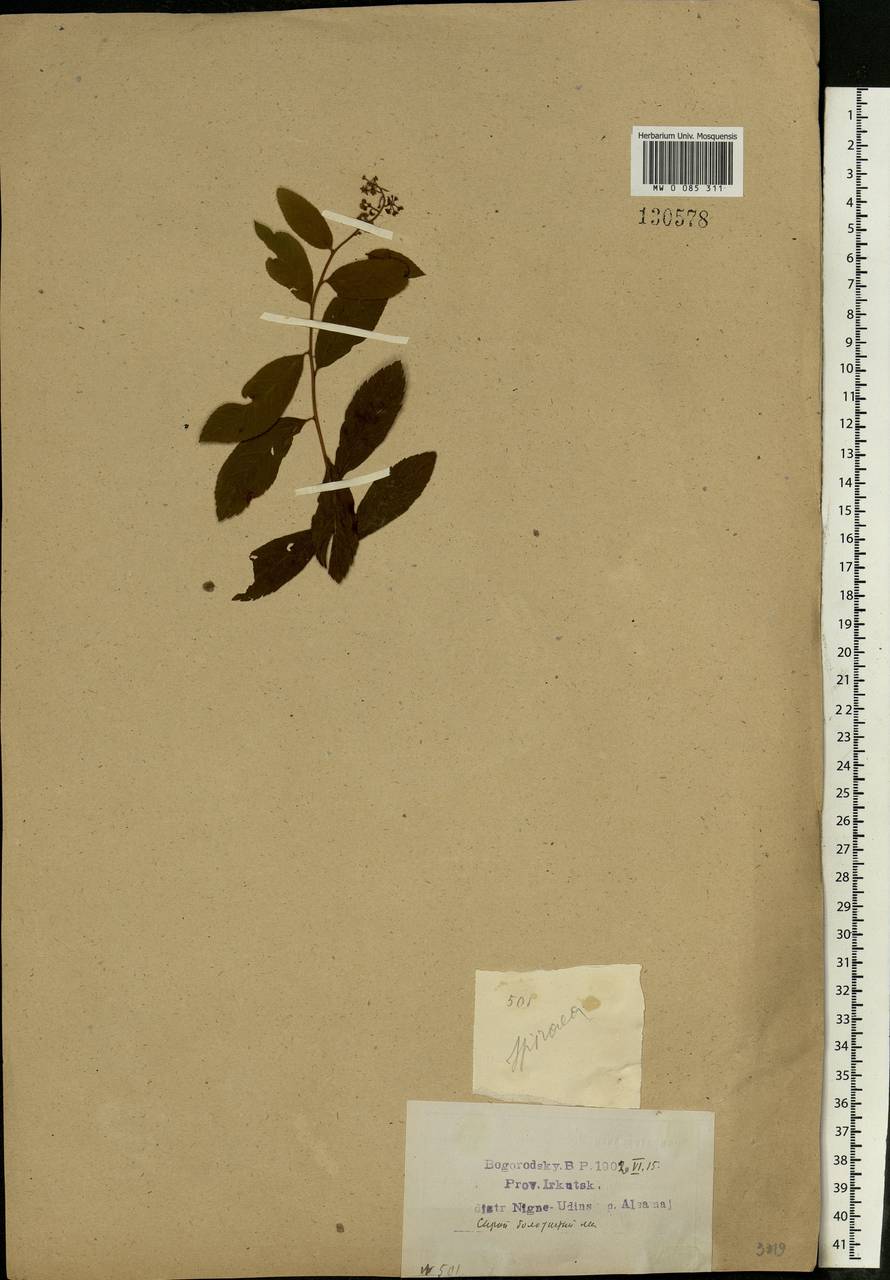 Spiraea, Siberia, Baikal & Transbaikal region (S4) (Russia)