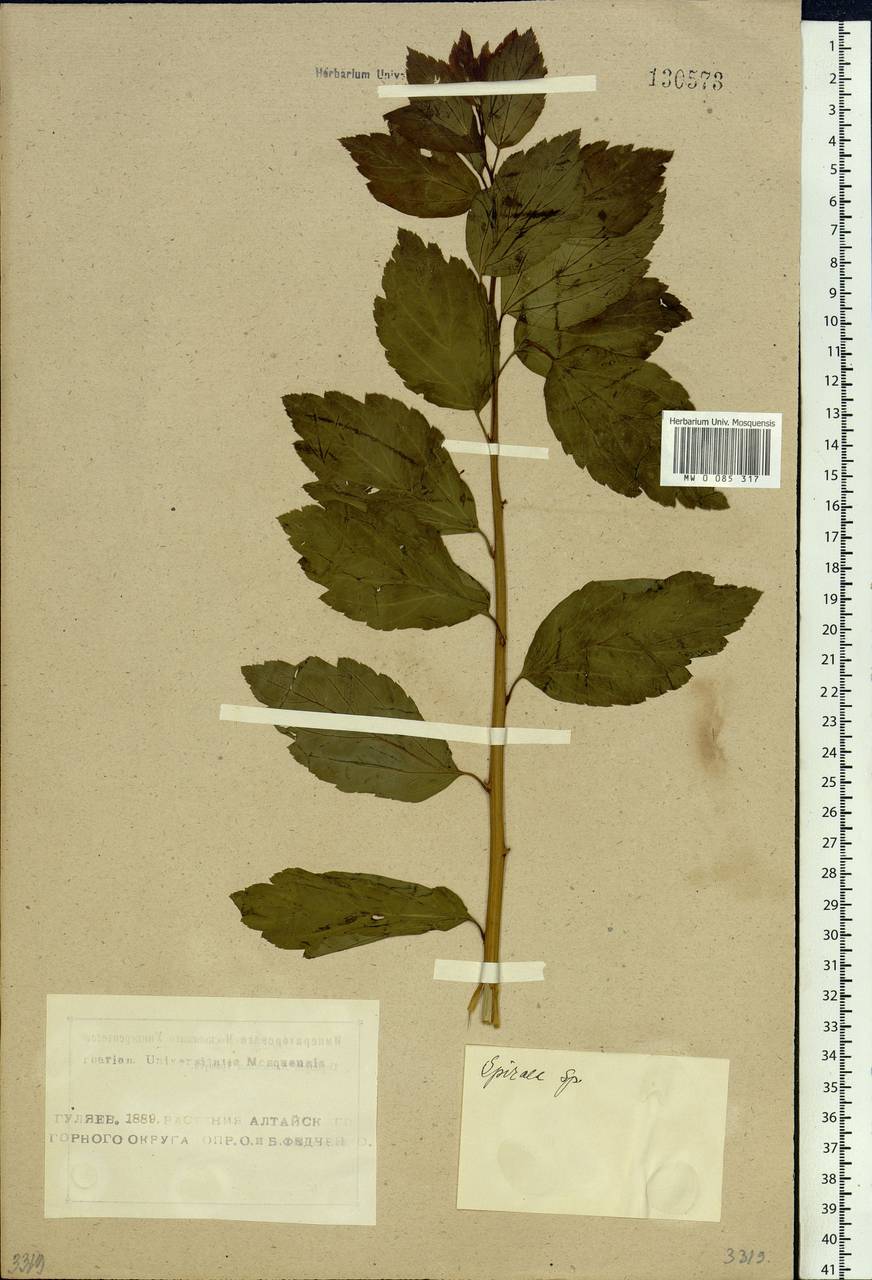 Spiraea, Siberia, Altai & Sayany Mountains (S2) (Russia)