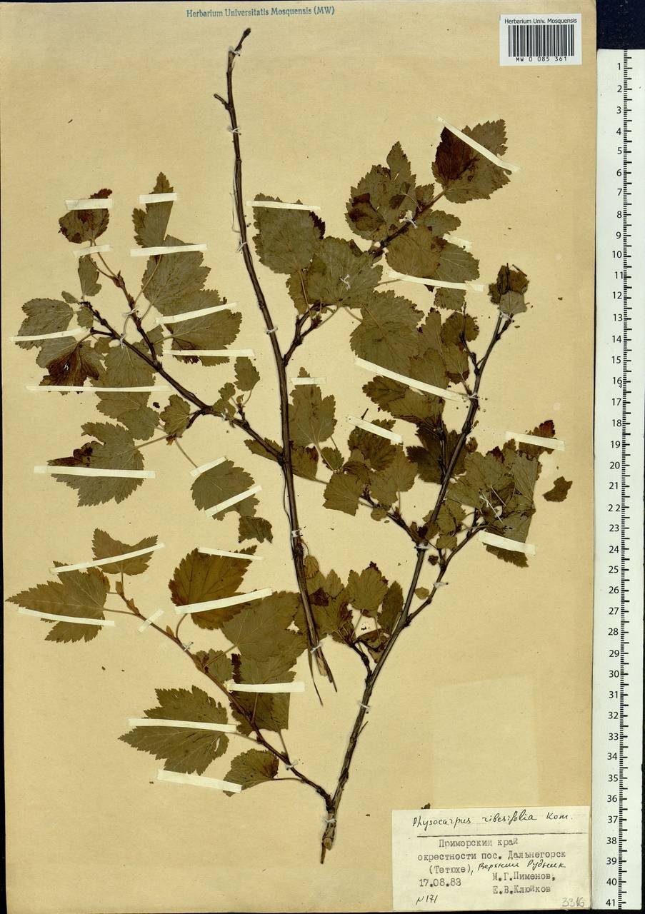 Physocarpus amurensis (Maxim.) Maxim., Siberia, Russian Far East (S6) (Russia)