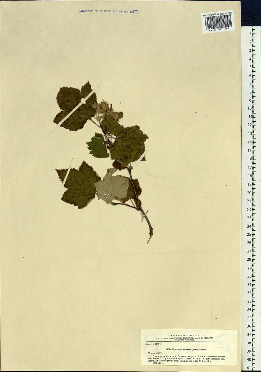 Physocarpus amurensis (Maxim.) Maxim., Siberia, Russian Far East (S6) (Russia)