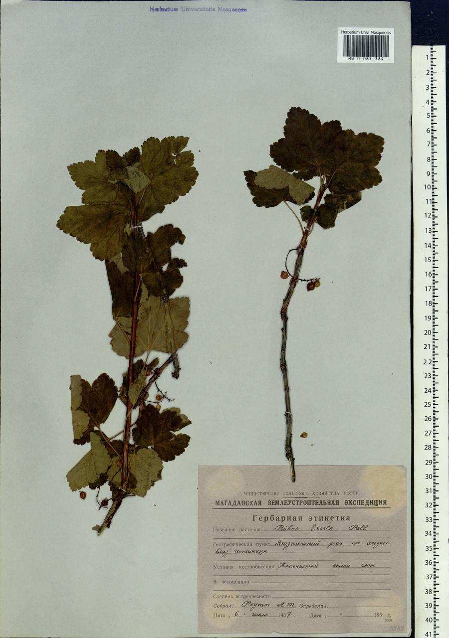 Ribes triste Pall., Siberia, Chukotka & Kamchatka (S7) (Russia)