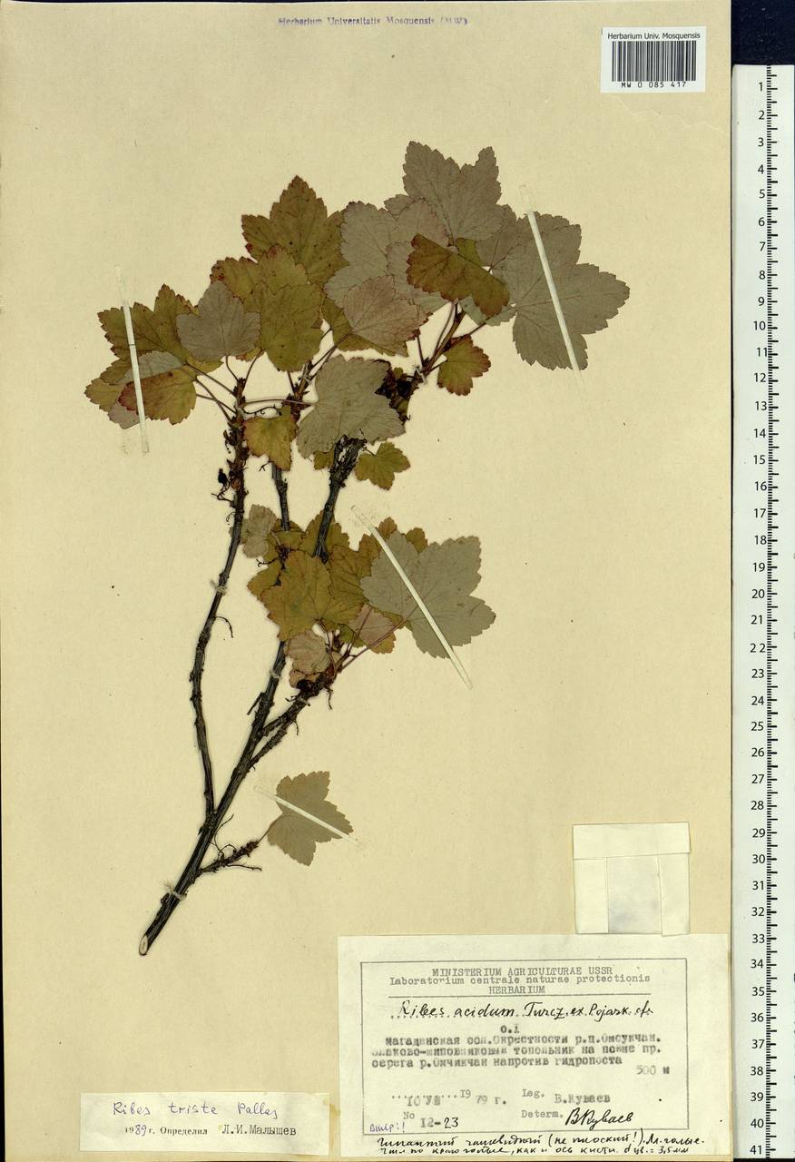 Ribes triste Pall., Siberia, Chukotka & Kamchatka (S7) (Russia)