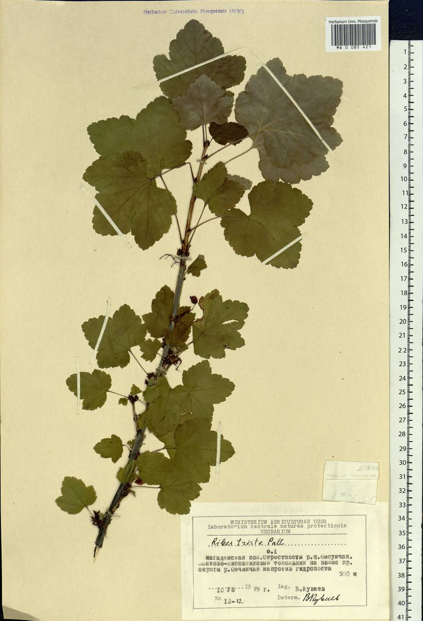 Ribes triste Pall., Siberia, Chukotka & Kamchatka (S7) (Russia)