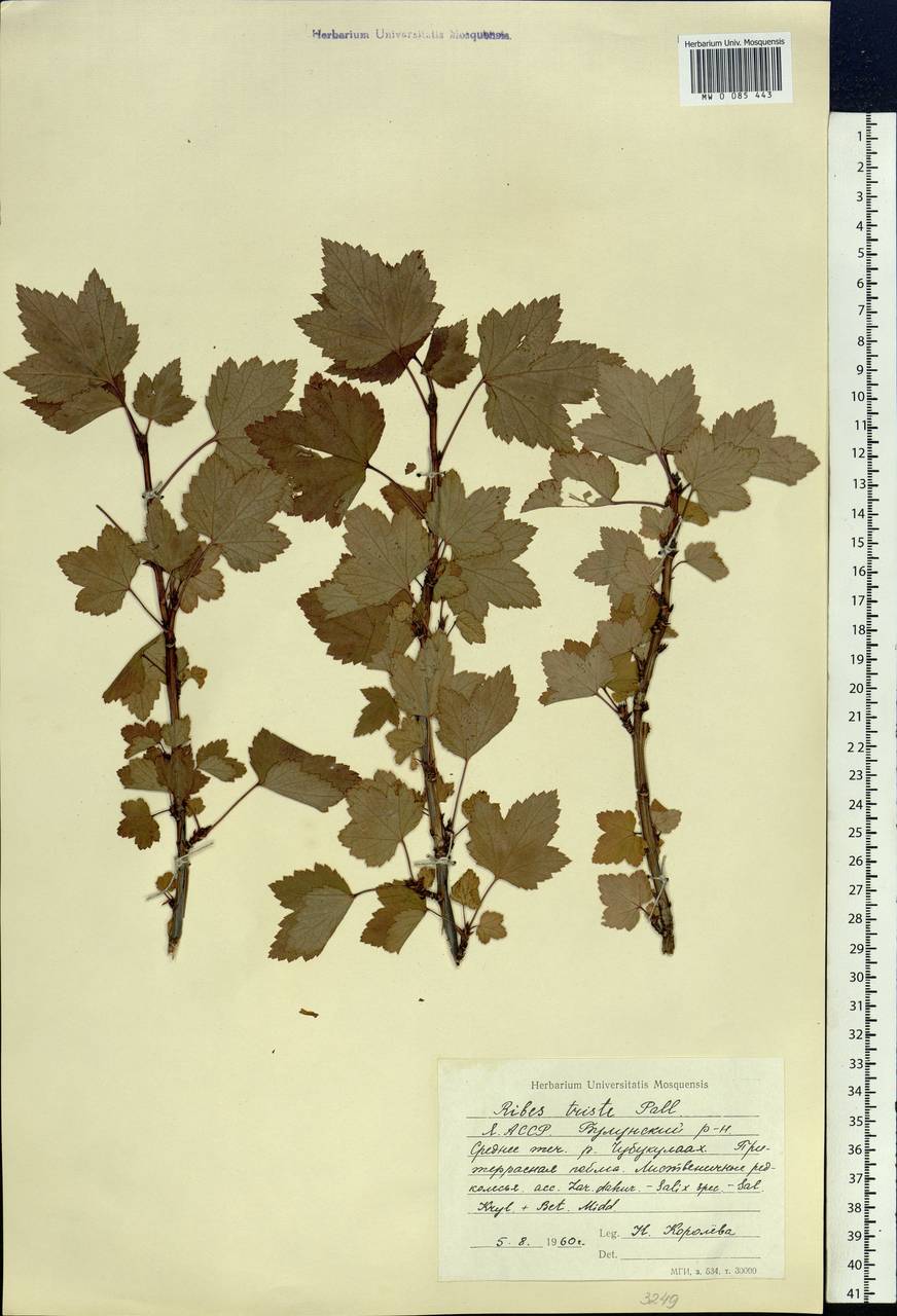 Ribes triste Pall., Siberia, Yakutia (S5) (Russia)