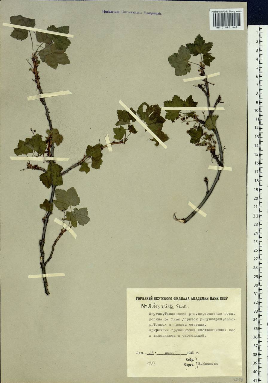 Ribes triste Pall., Siberia, Yakutia (S5) (Russia)
