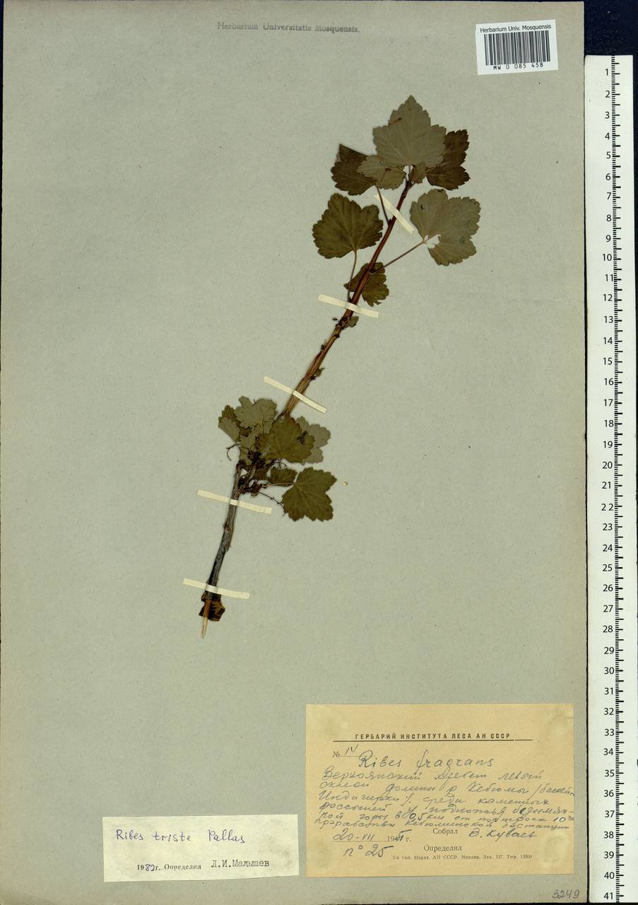 Ribes triste Pall., Siberia, Yakutia (S5) (Russia)