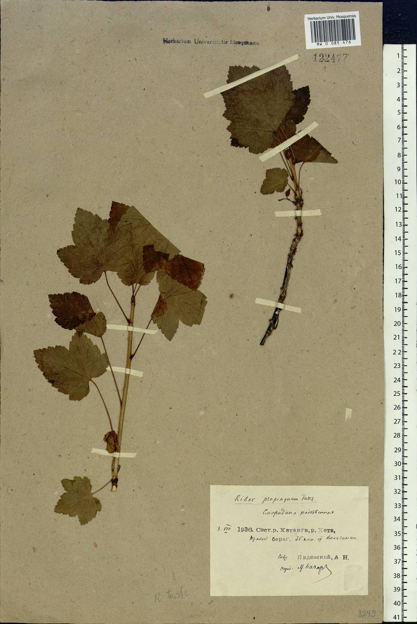 Ribes triste Pall., Siberia, Central Siberia (S3) (Russia)