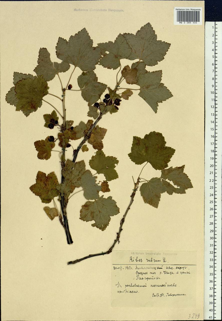 Ribes rubrum L., Siberia, Western Siberia (S1) (Russia)