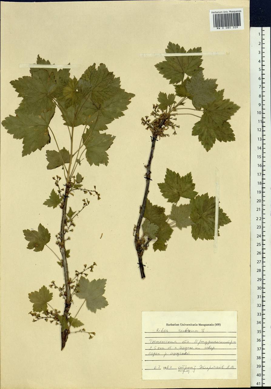 Ribes rubrum L., Siberia, Western Siberia (S1) (Russia)