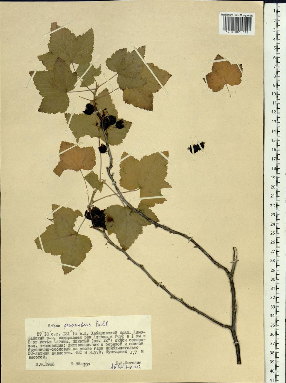 Ribes procumbens Pall., Siberia, Russian Far East (S6) (Russia)