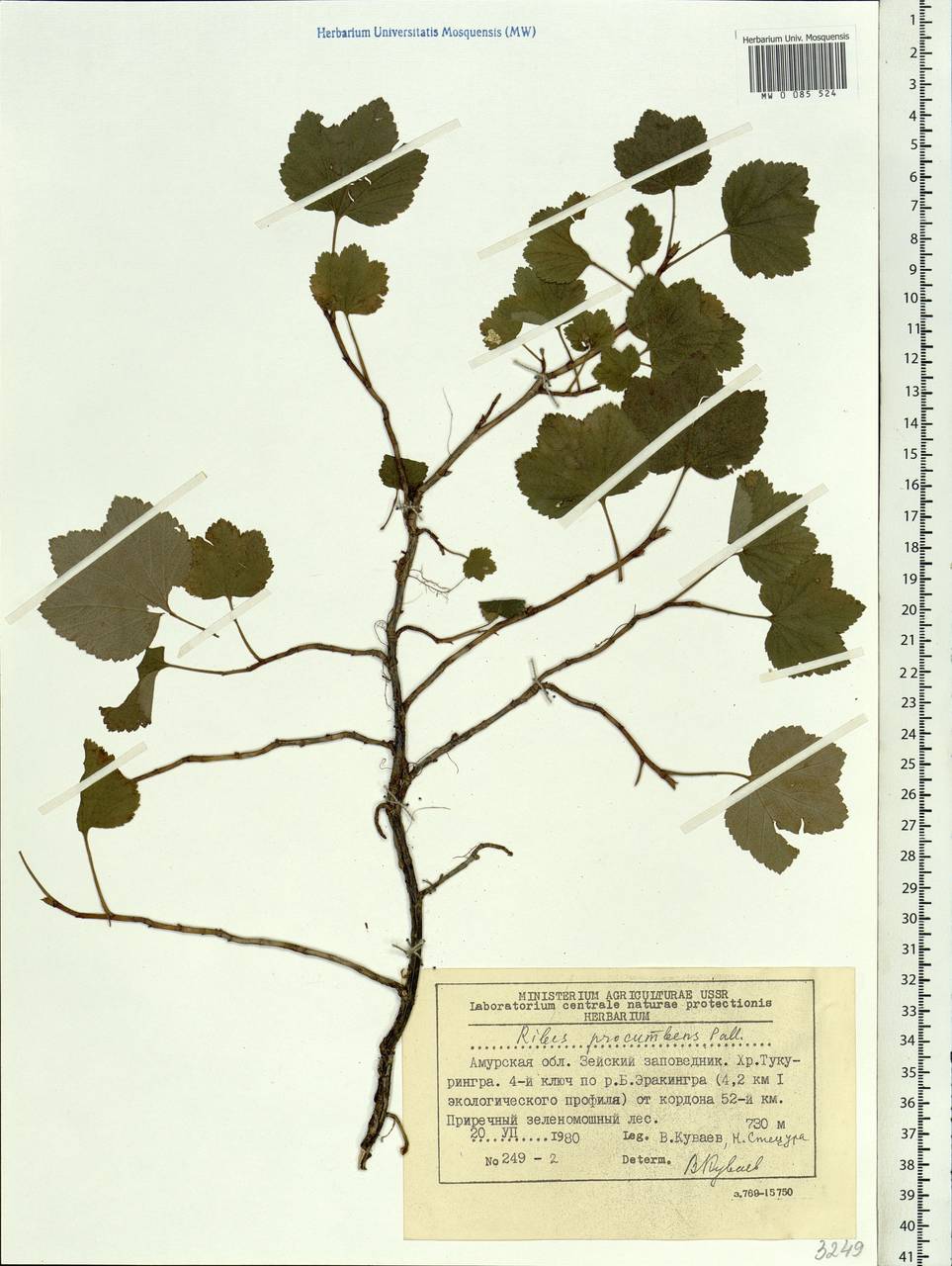 Ribes procumbens Pall., Siberia, Russian Far East (S6) (Russia)