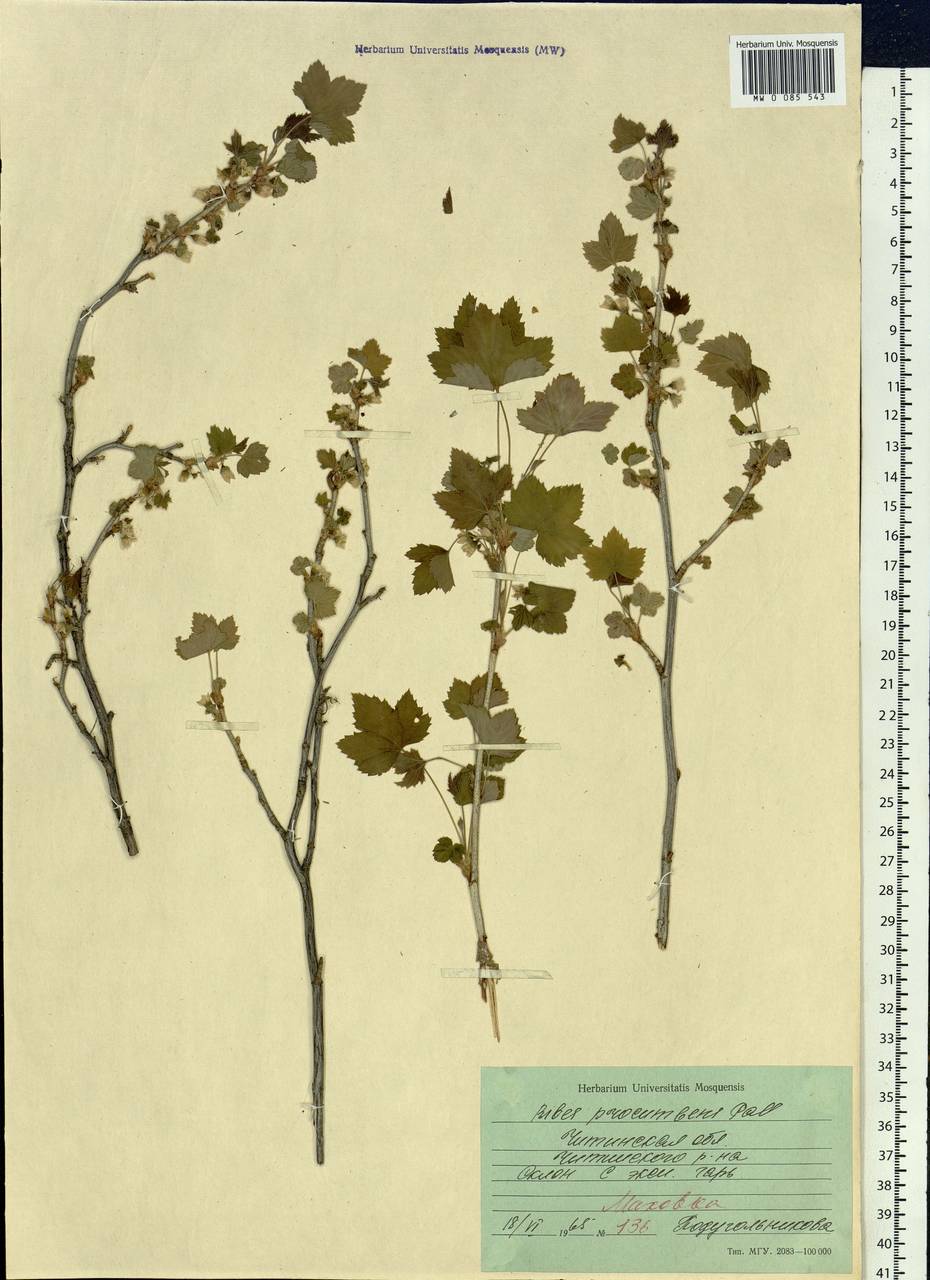 Ribes procumbens Pall., Siberia, Baikal & Transbaikal region (S4) (Russia)