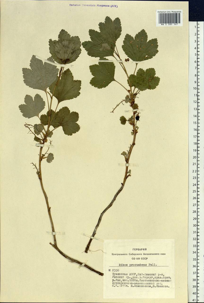 Ribes procumbens Pall., Siberia, Altai & Sayany Mountains (S2) (Russia)