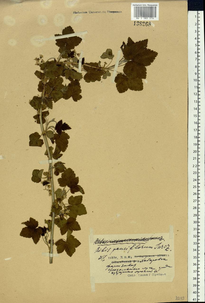 Ribes nigrum L., Siberia, Russian Far East (S6) (Russia)