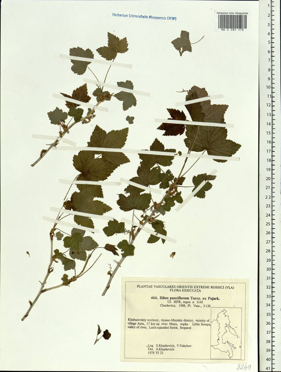 Ribes nigrum L., Siberia, Russian Far East (S6) (Russia)