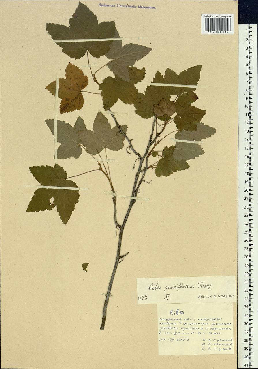Ribes nigrum L., Siberia, Russian Far East (S6) (Russia)
