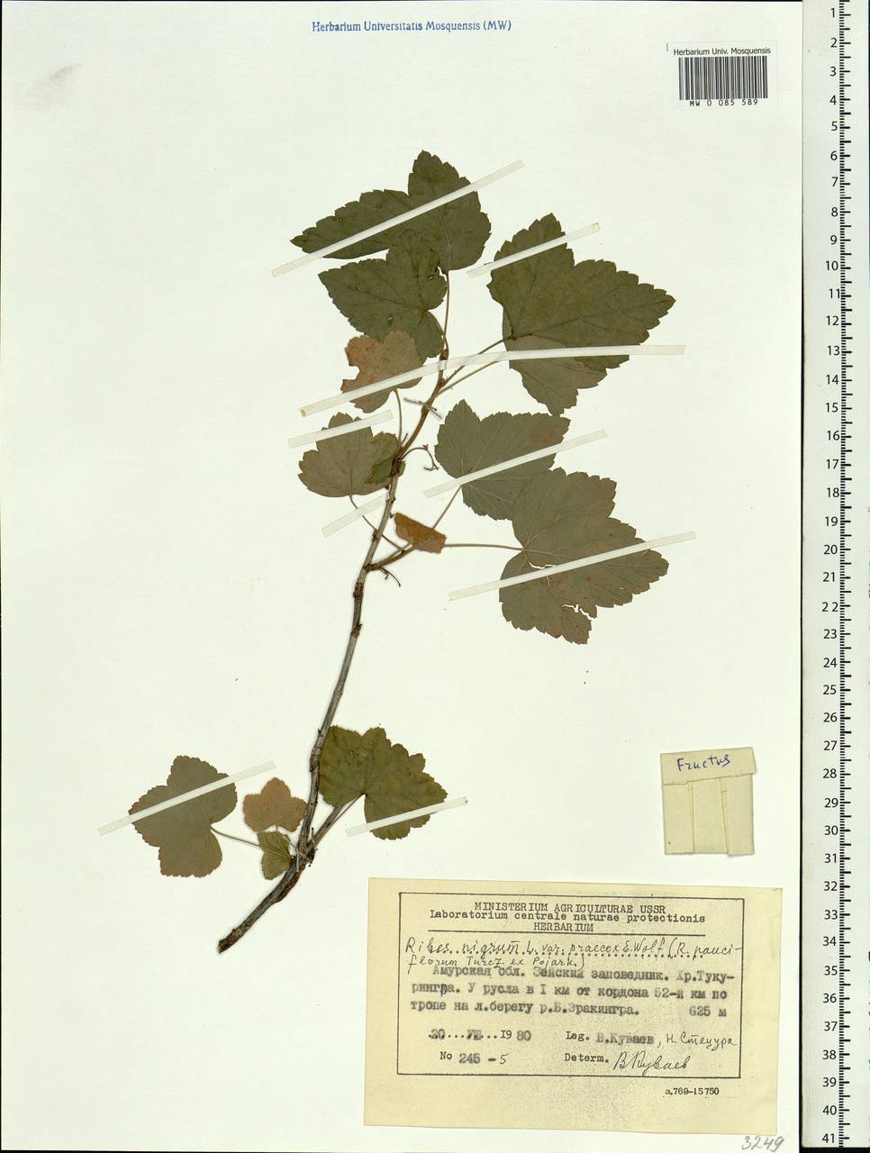 Ribes nigrum L., Siberia, Russian Far East (S6) (Russia)