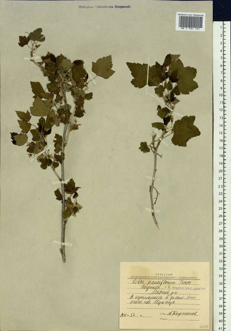 Ribes nigrum L., Siberia, Yakutia (S5) (Russia)