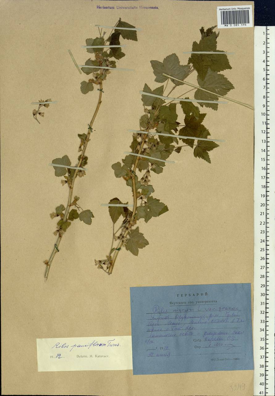 Ribes nigrum L., Siberia, Yakutia (S5) (Russia)