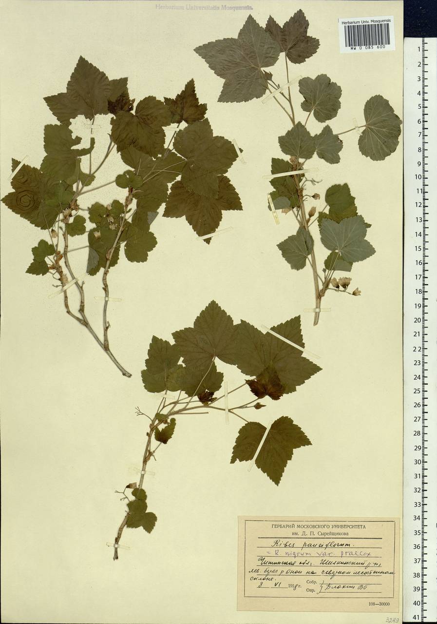 Ribes nigrum L., Siberia, Baikal & Transbaikal region (S4) (Russia)