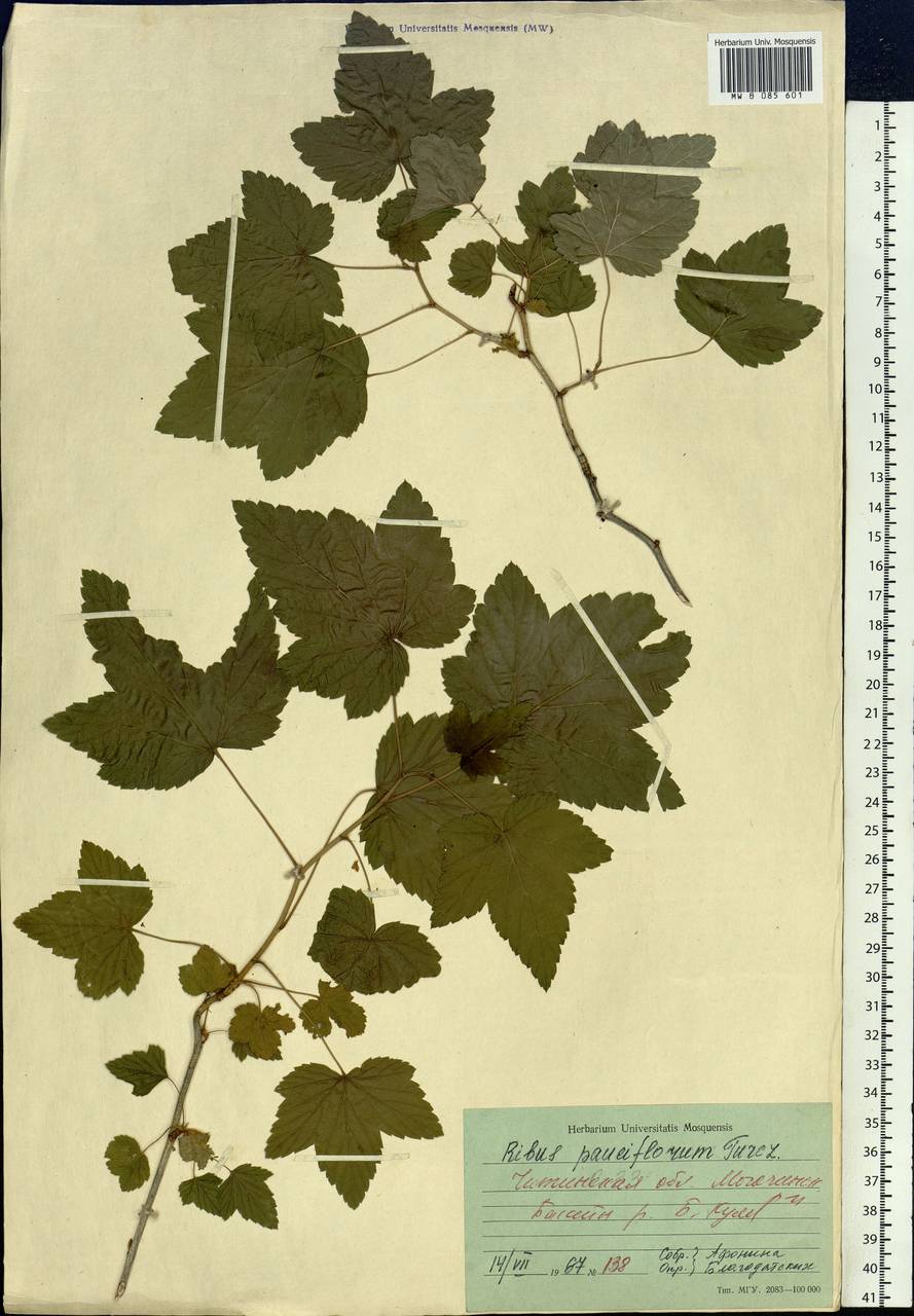 Ribes nigrum L., Siberia, Baikal & Transbaikal region (S4) (Russia)