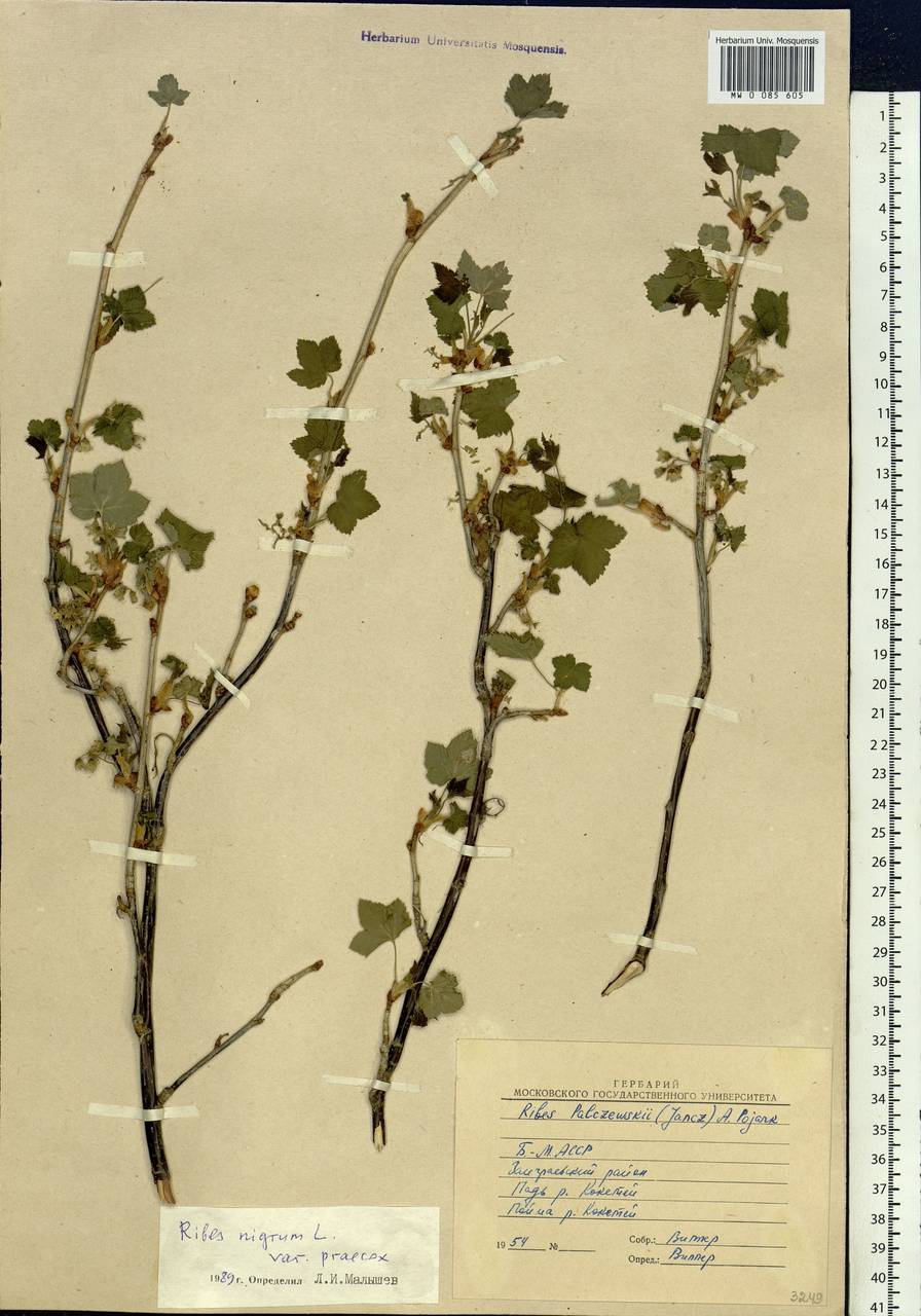 Ribes nigrum L., Siberia, Baikal & Transbaikal region (S4) (Russia)