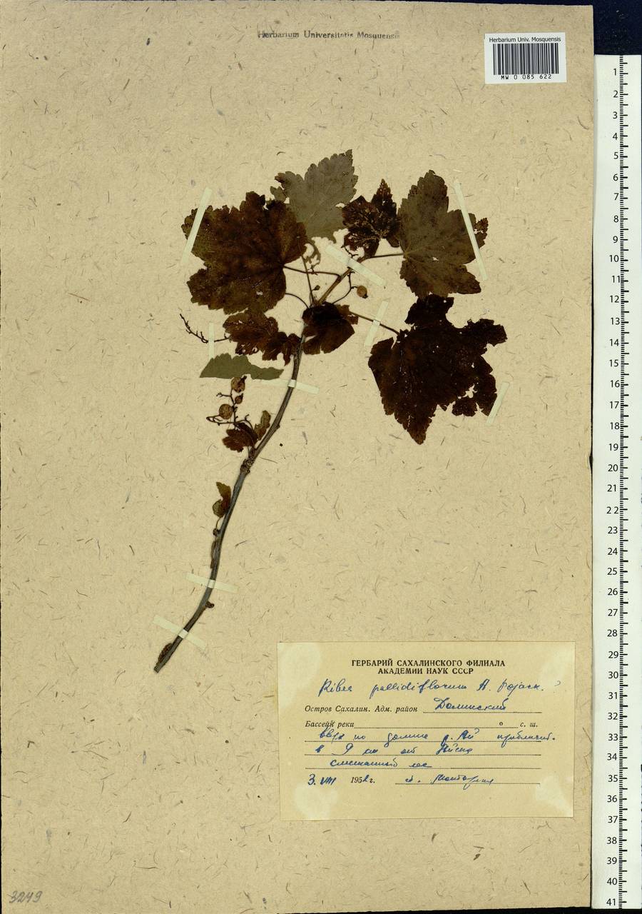 Ribes pallidiflorum Pojark., Siberia, Russian Far East (S6) (Russia)