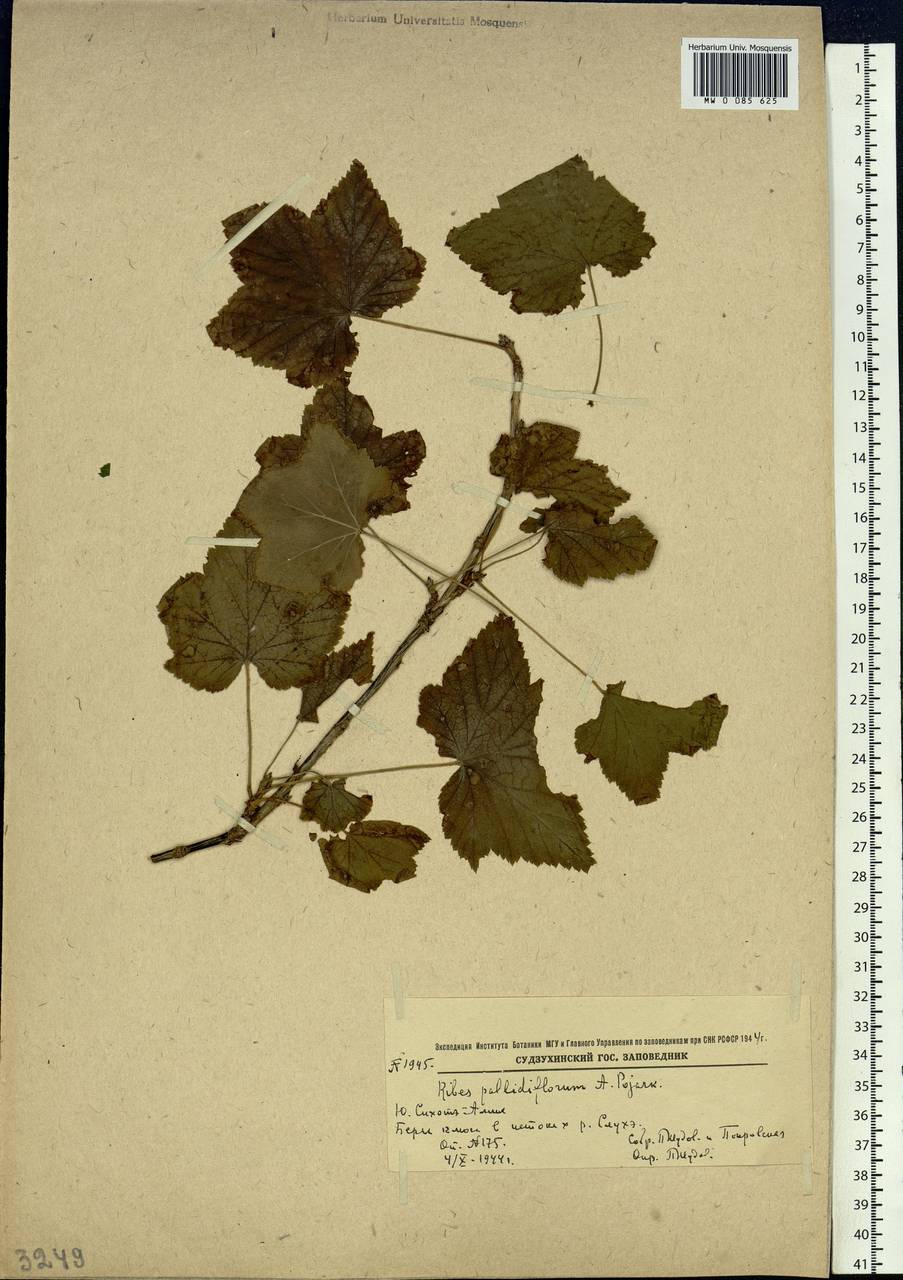 Ribes pallidiflorum Pojark., Siberia, Russian Far East (S6) (Russia)