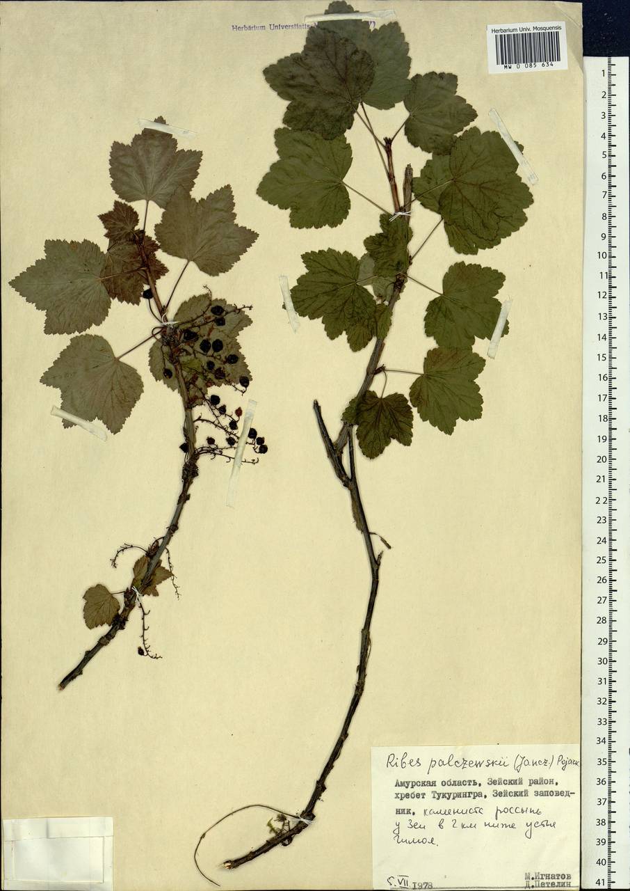 Ribes spicatum subsp. lapponicum Hyl., Siberia, Russian Far East (S6) (Russia)