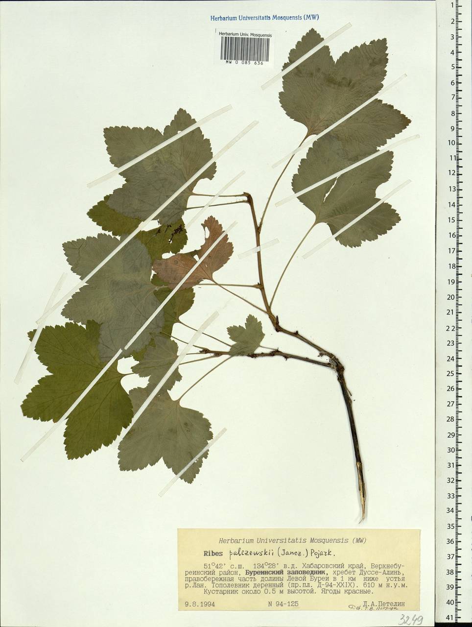 Ribes spicatum subsp. lapponicum Hyl., Siberia, Russian Far East (S6) (Russia)
