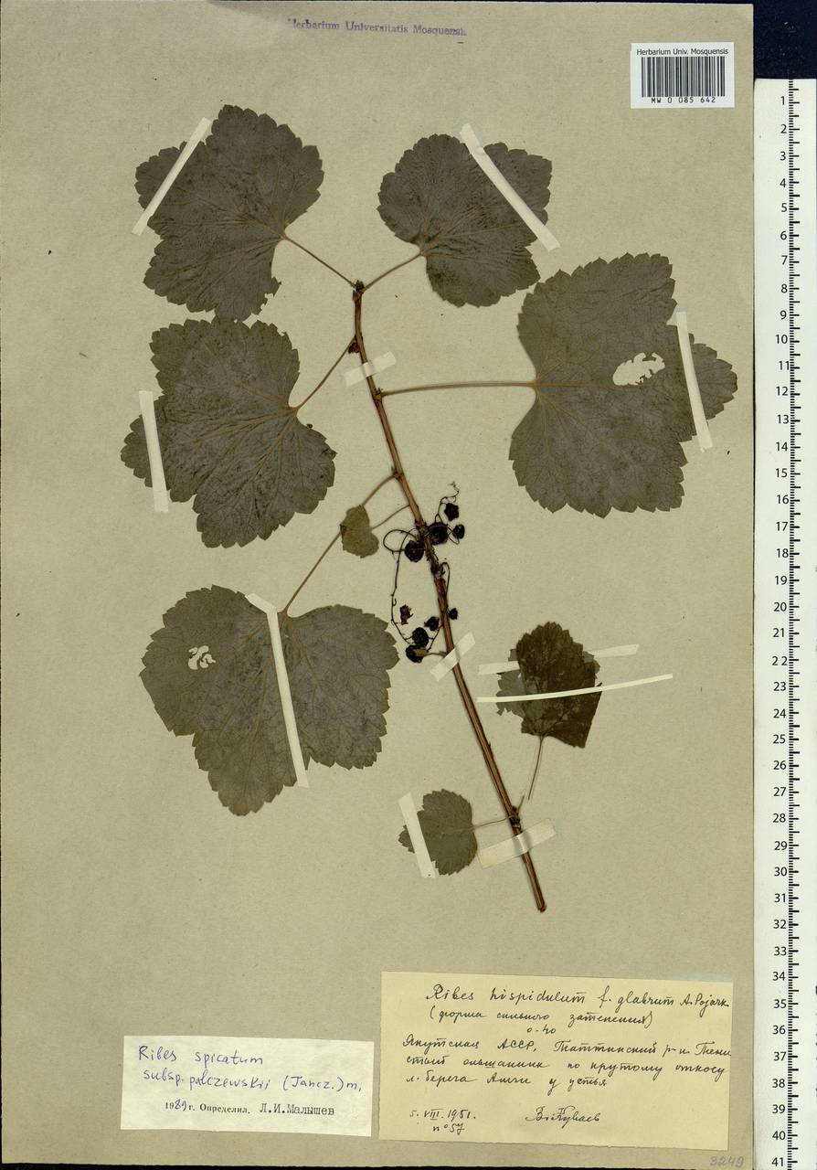 Ribes spicatum subsp. lapponicum Hyl., Siberia, Yakutia (S5) (Russia)