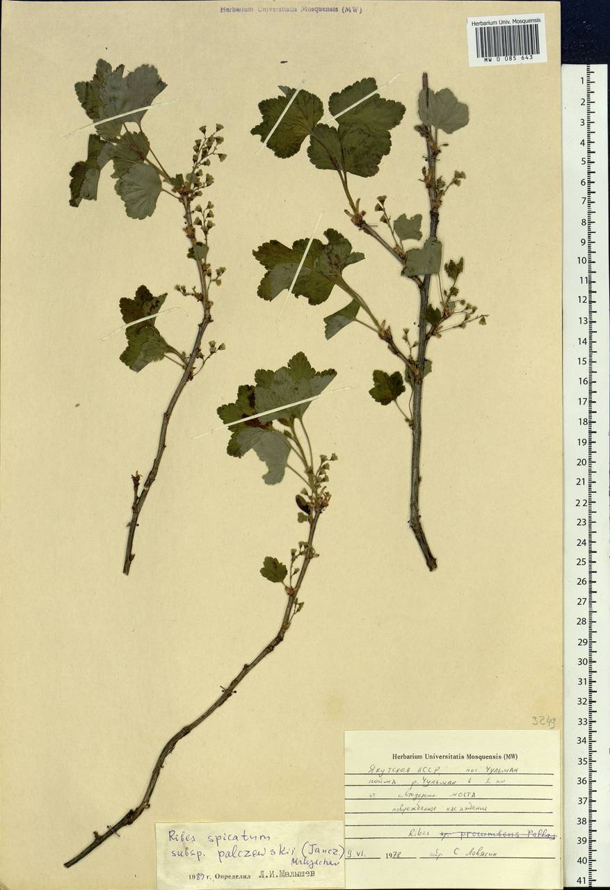 Ribes spicatum subsp. lapponicum Hyl., Siberia, Yakutia (S5) (Russia)