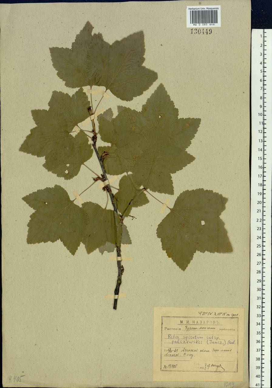 Ribes spicatum subsp. lapponicum Hyl., Siberia, Baikal & Transbaikal region (S4) (Russia)