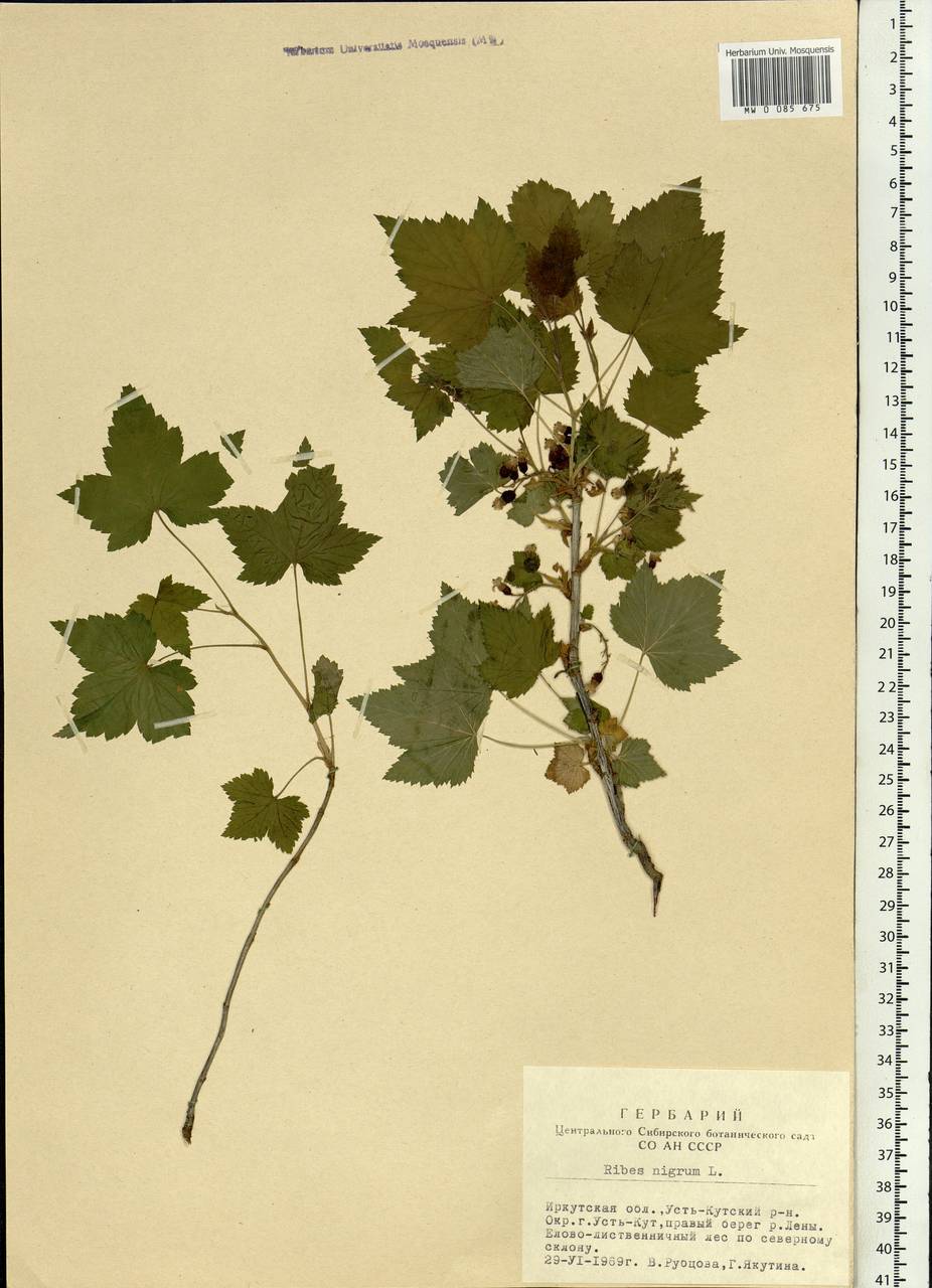 Ribes nigrum L., Siberia, Baikal & Transbaikal region (S4) (Russia)