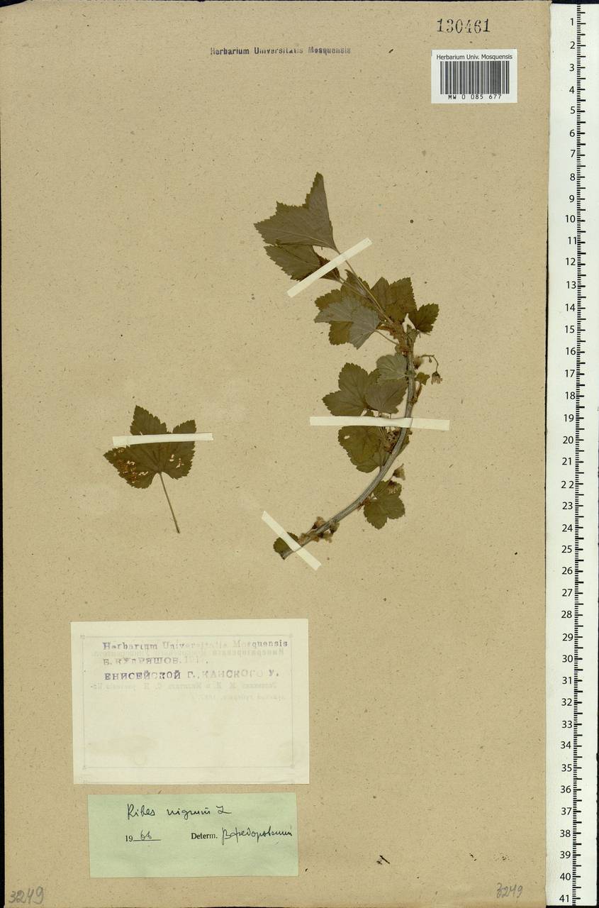 Ribes nigrum L., Siberia, Central Siberia (S3) (Russia)