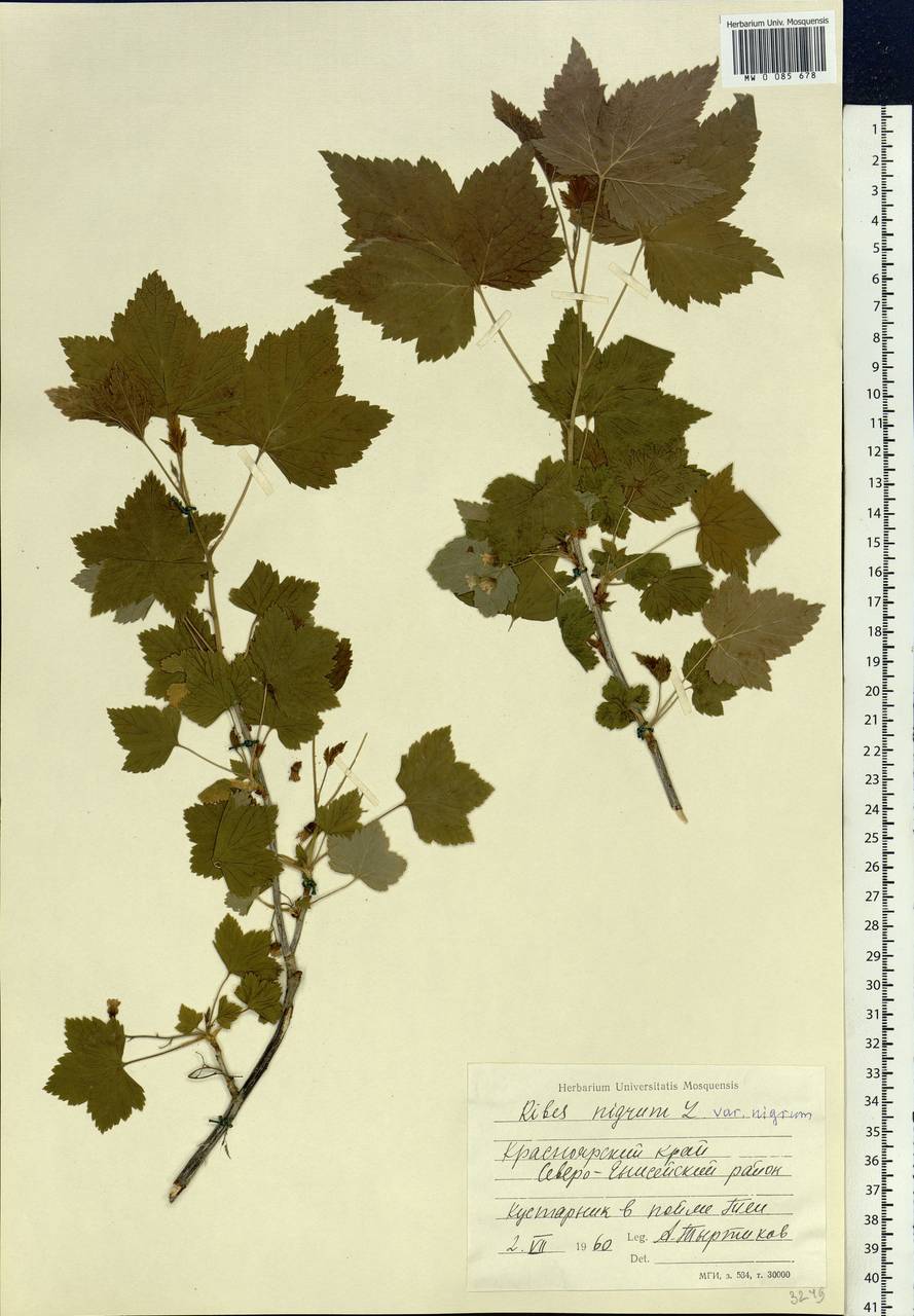 Ribes nigrum L., Siberia, Central Siberia (S3) (Russia)