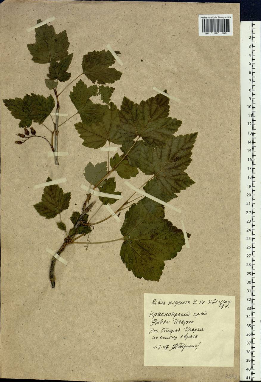 Ribes nigrum L., Siberia, Central Siberia (S3) (Russia)