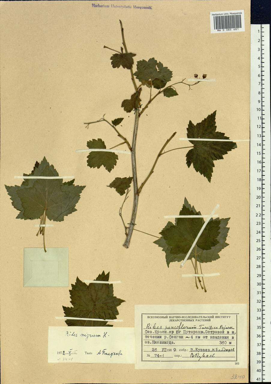 Ribes nigrum L., Siberia, Central Siberia (S3) (Russia)