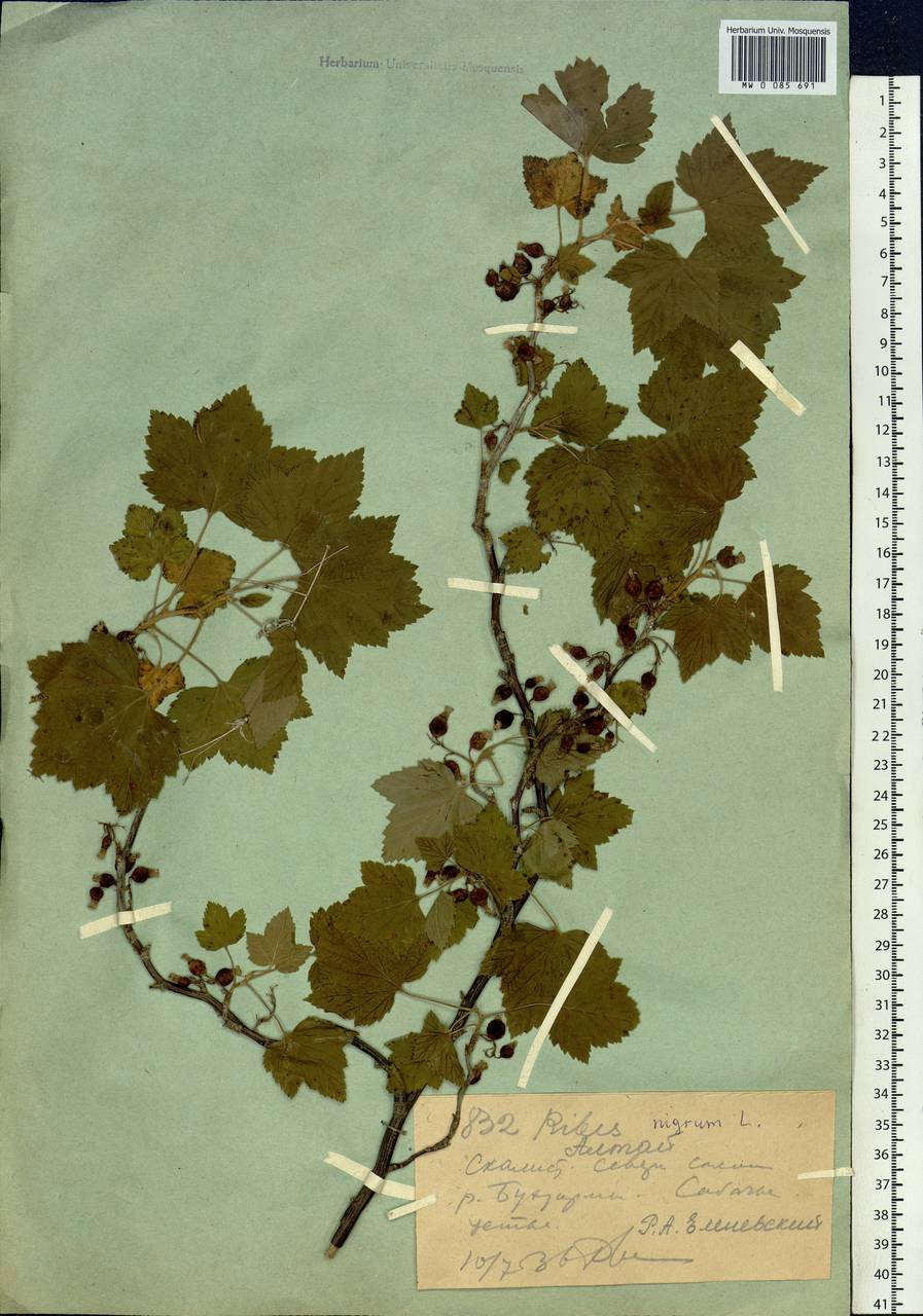 Ribes nigrum L., Siberia, Western (Kazakhstan) Altai Mountains (S2a) (Kazakhstan)