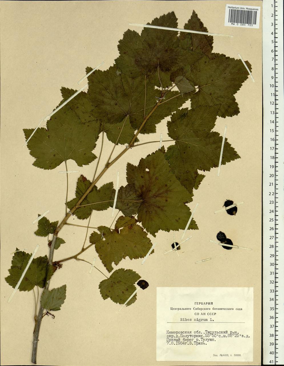 Ribes nigrum L., Siberia, Altai & Sayany Mountains (S2) (Russia)