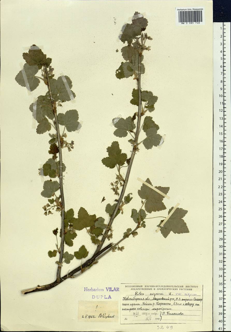 Ribes nigrum L., Siberia, Western Siberia (S1) (Russia)