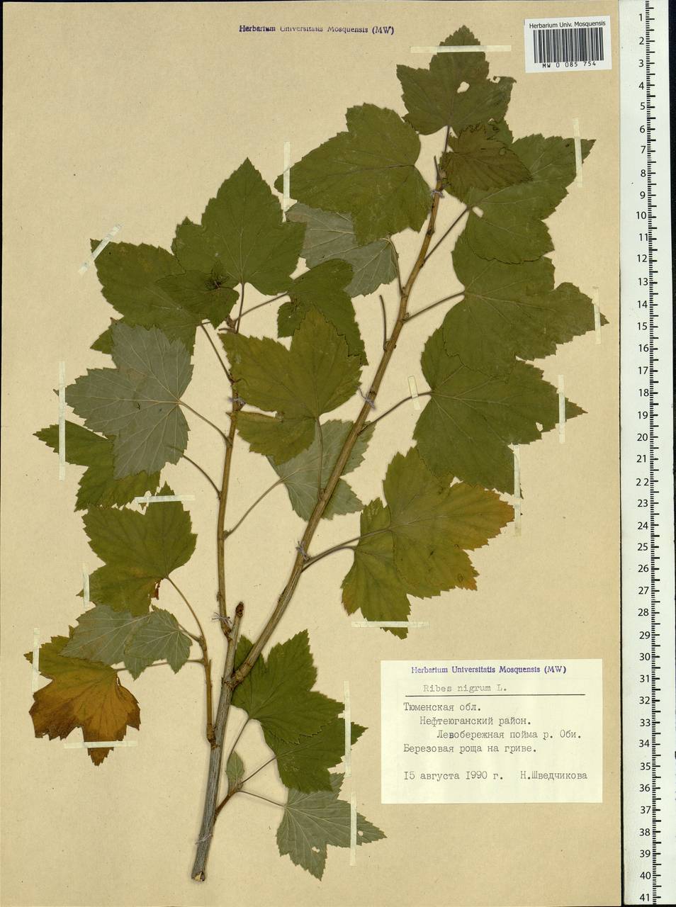 Ribes nigrum L., Siberia, Western Siberia (S1) (Russia)