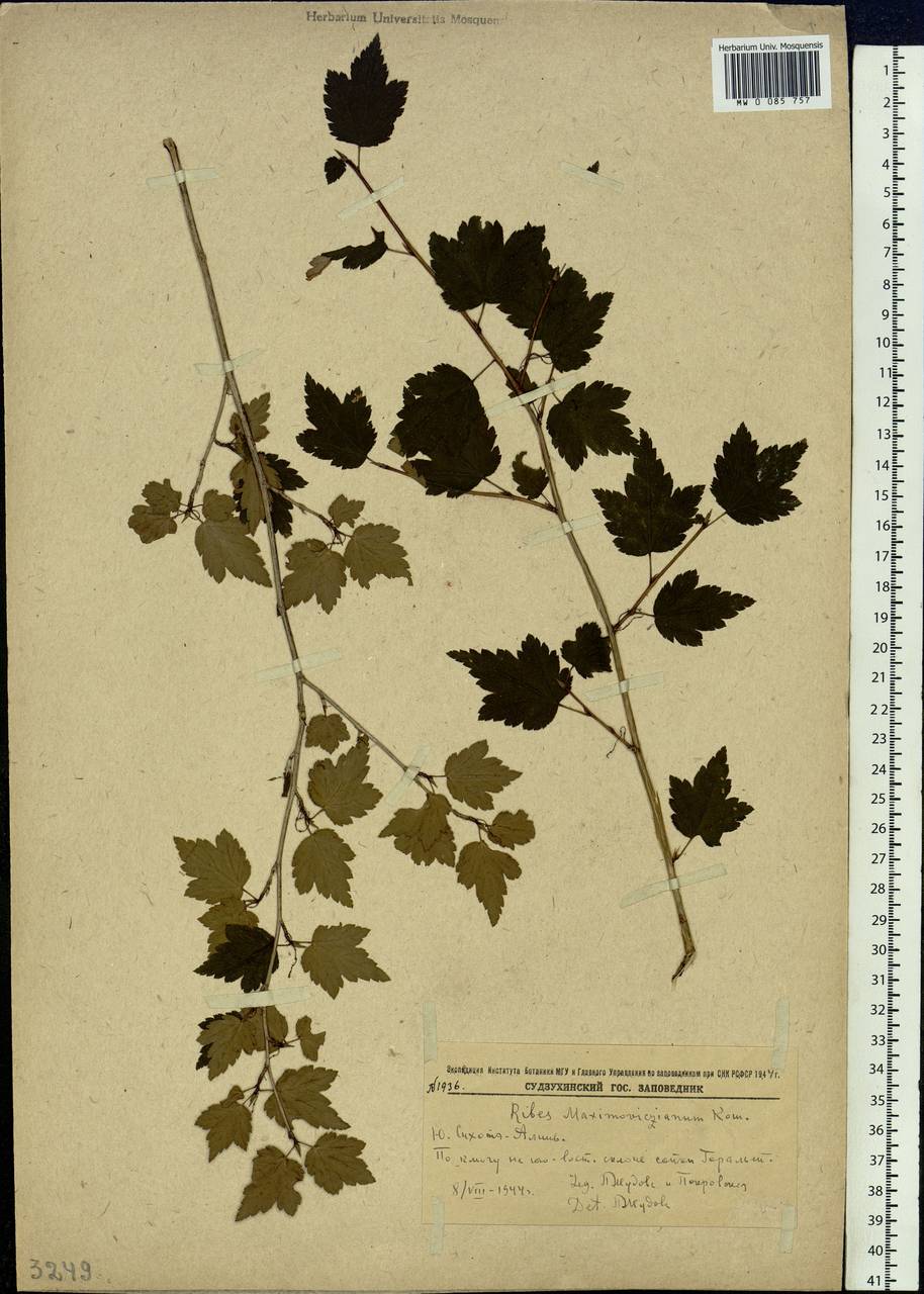 Ribes maximoviczianum Kom., Siberia, Russian Far East (S6) (Russia)