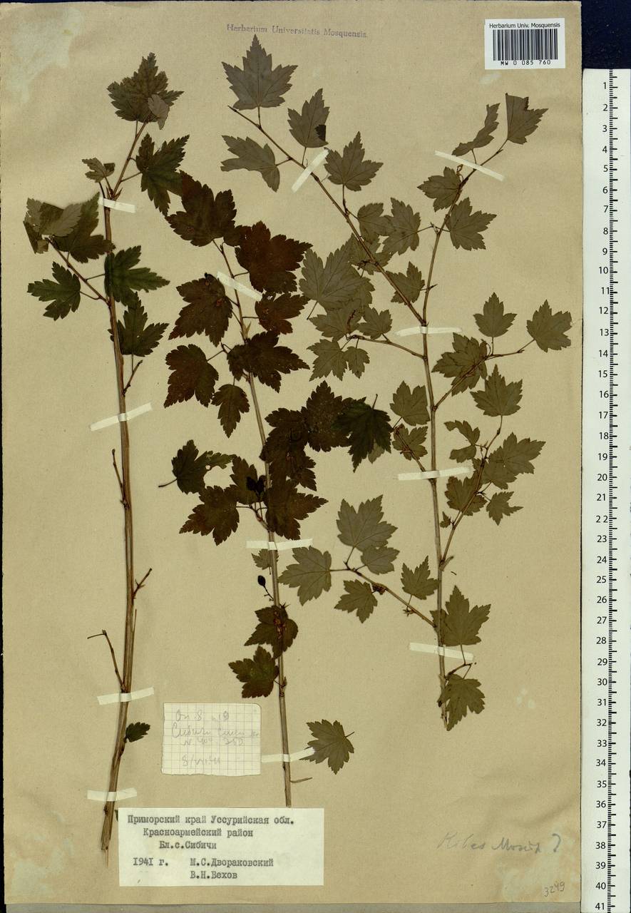 Ribes maximoviczianum Kom., Siberia, Russian Far East (S6) (Russia)