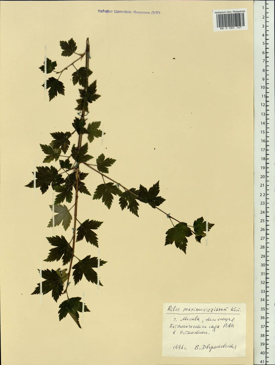 Ribes maximoviczianum Kom., Botanic gardens and arboreta (GARD) (Russia)
