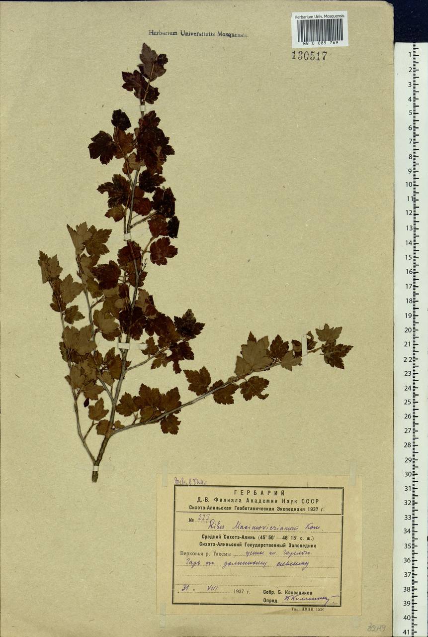 Ribes maximoviczianum Kom., Siberia, Russian Far East (S6) (Russia)